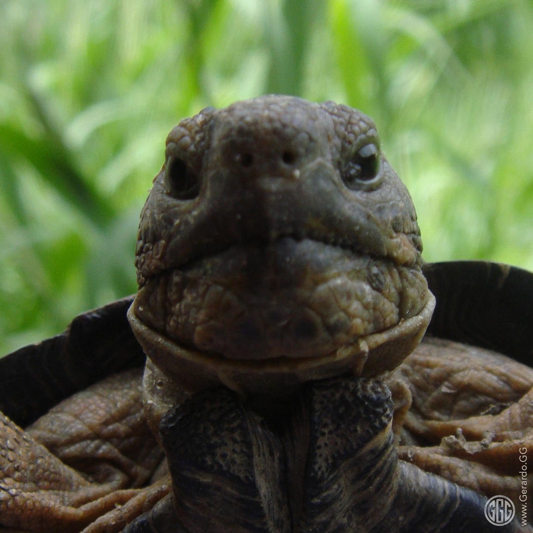 Diseño ecológico productivo