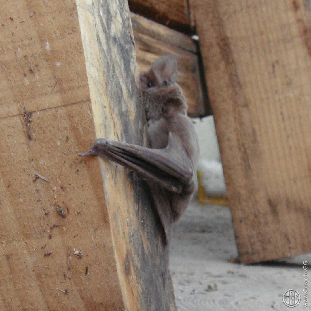 Diseño ecológico productivo