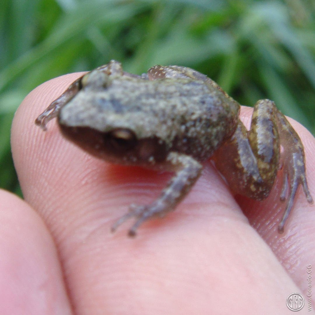 Diseño ecológico productivo