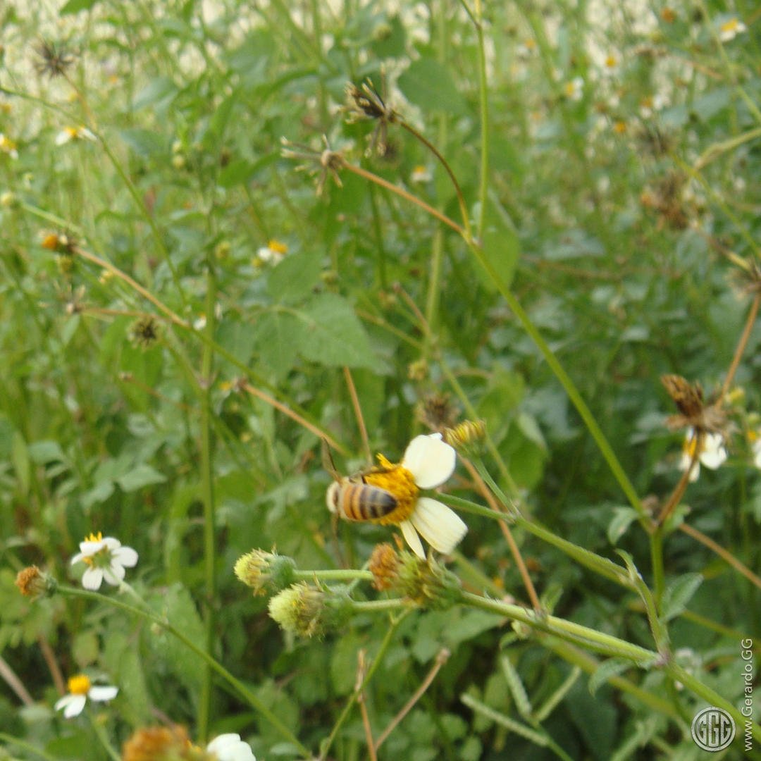 Diseño ecológico productivo