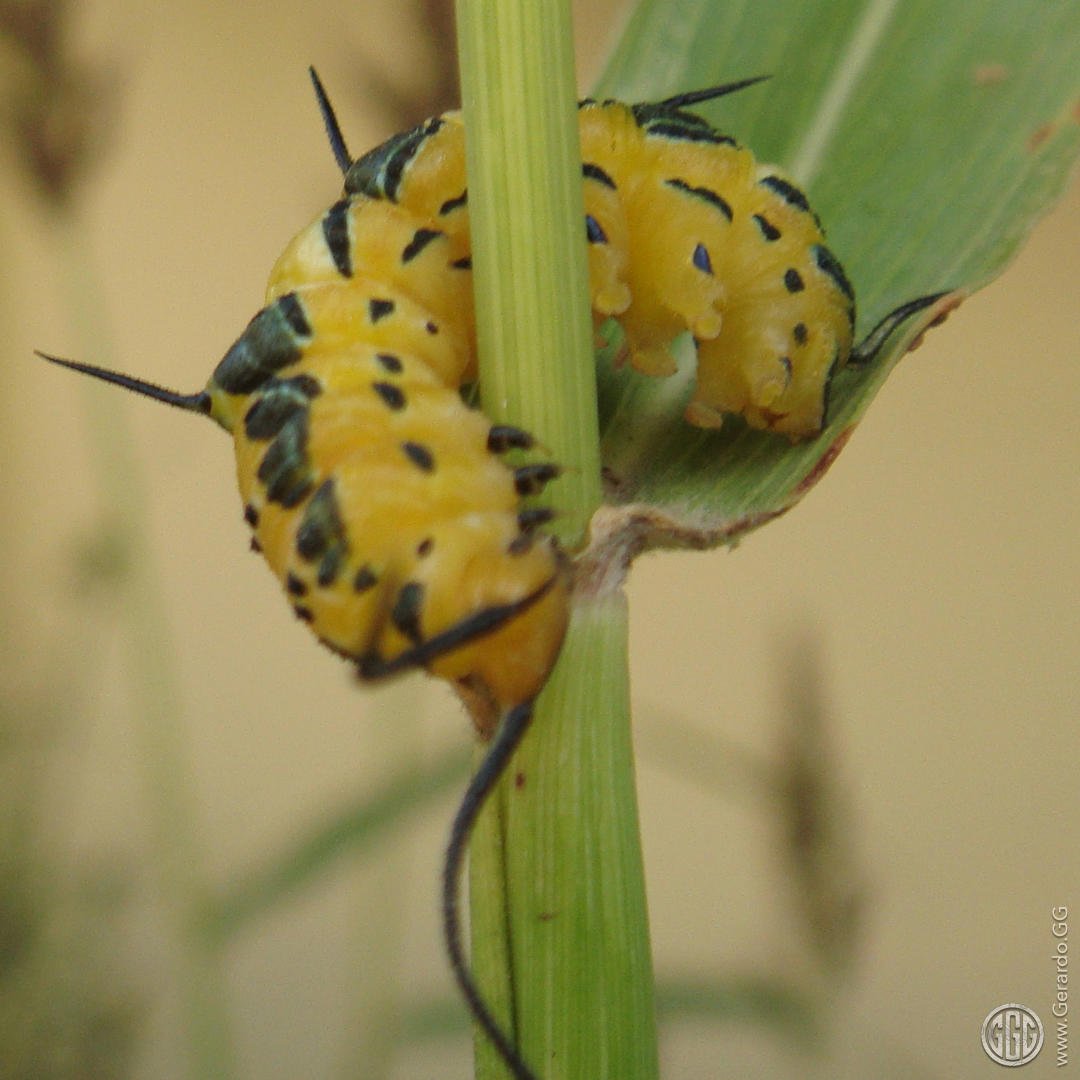 Diseño ecológico productivo