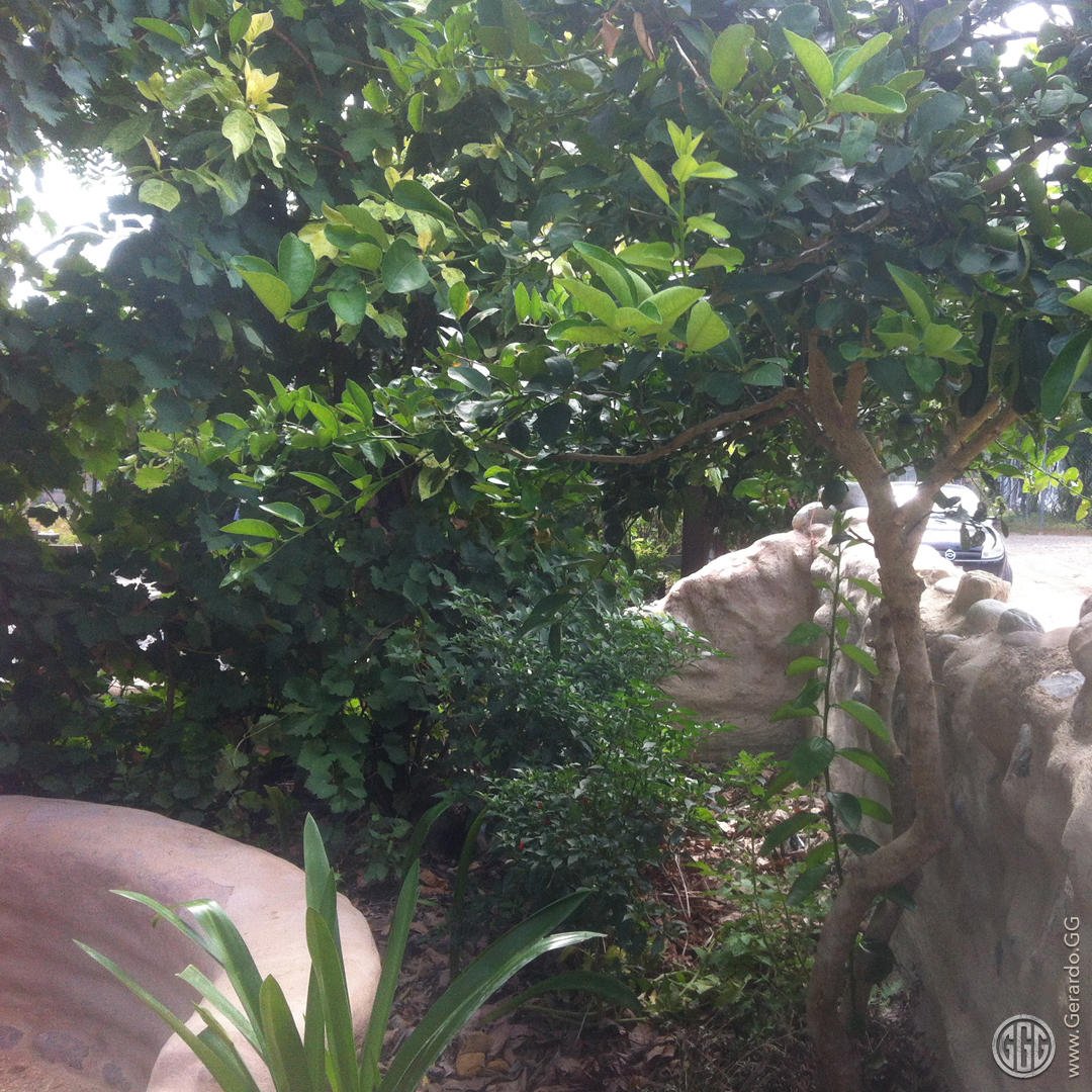 Barda jardinera produciendo