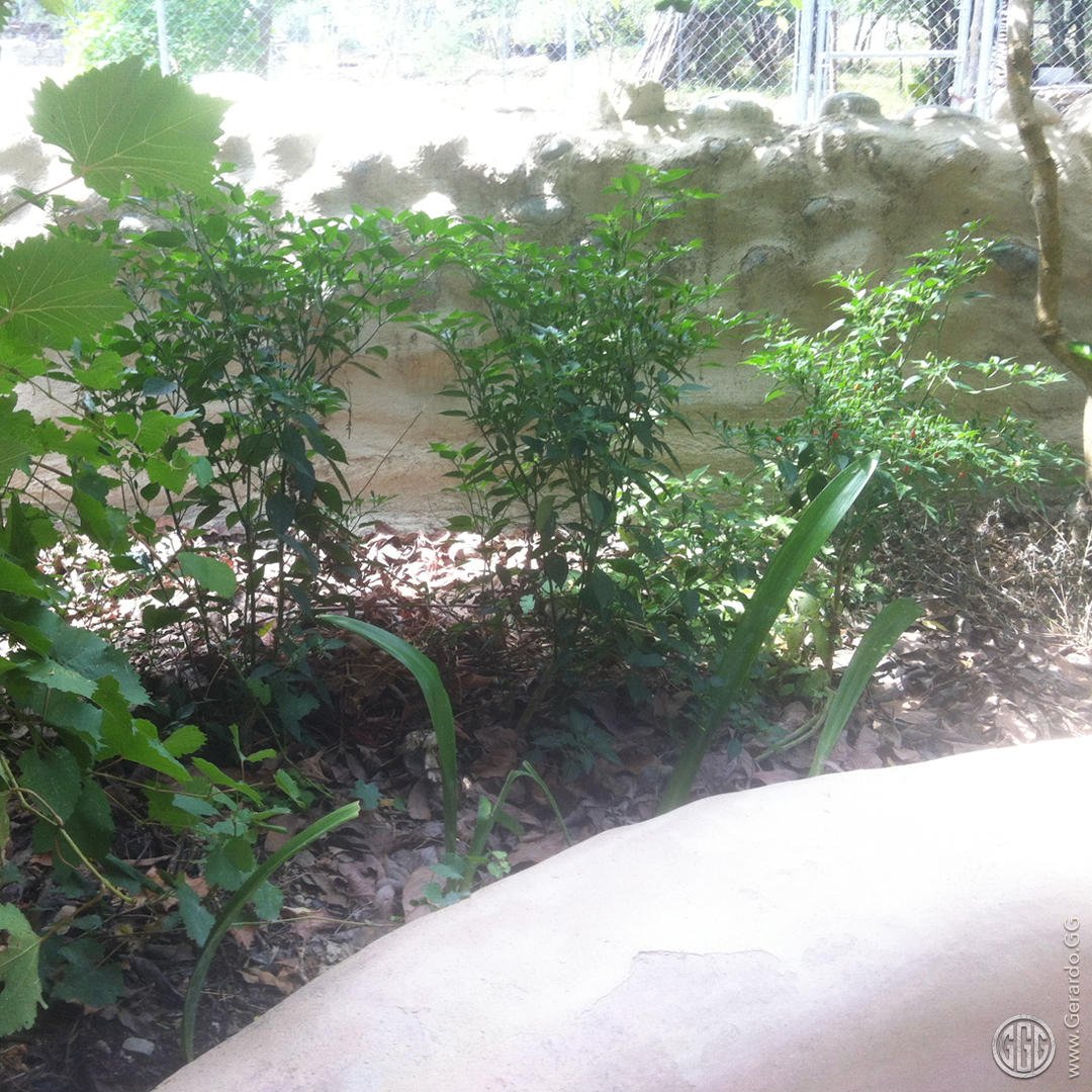 Barda jardinera produciendo