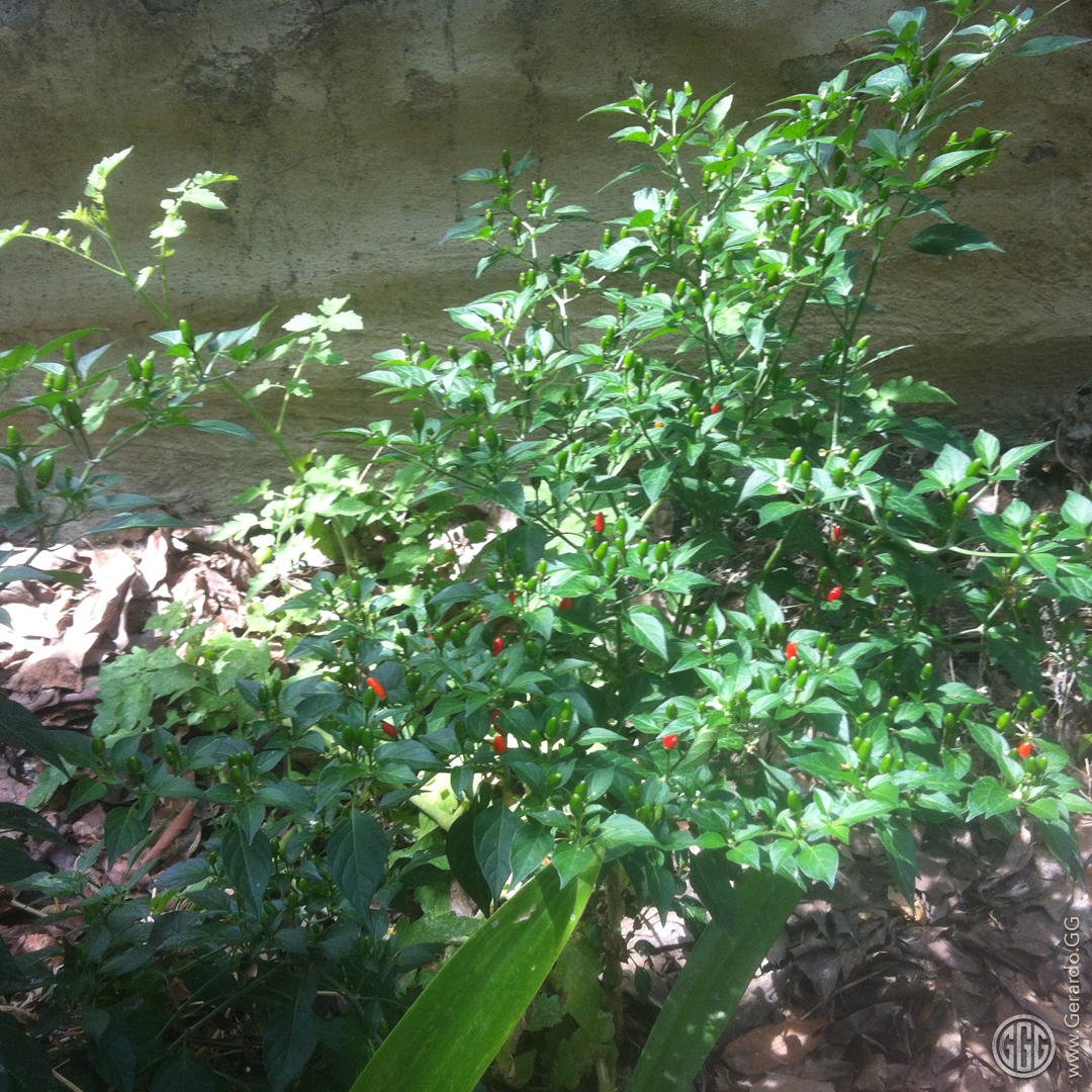 Barda jardinera produciendo
