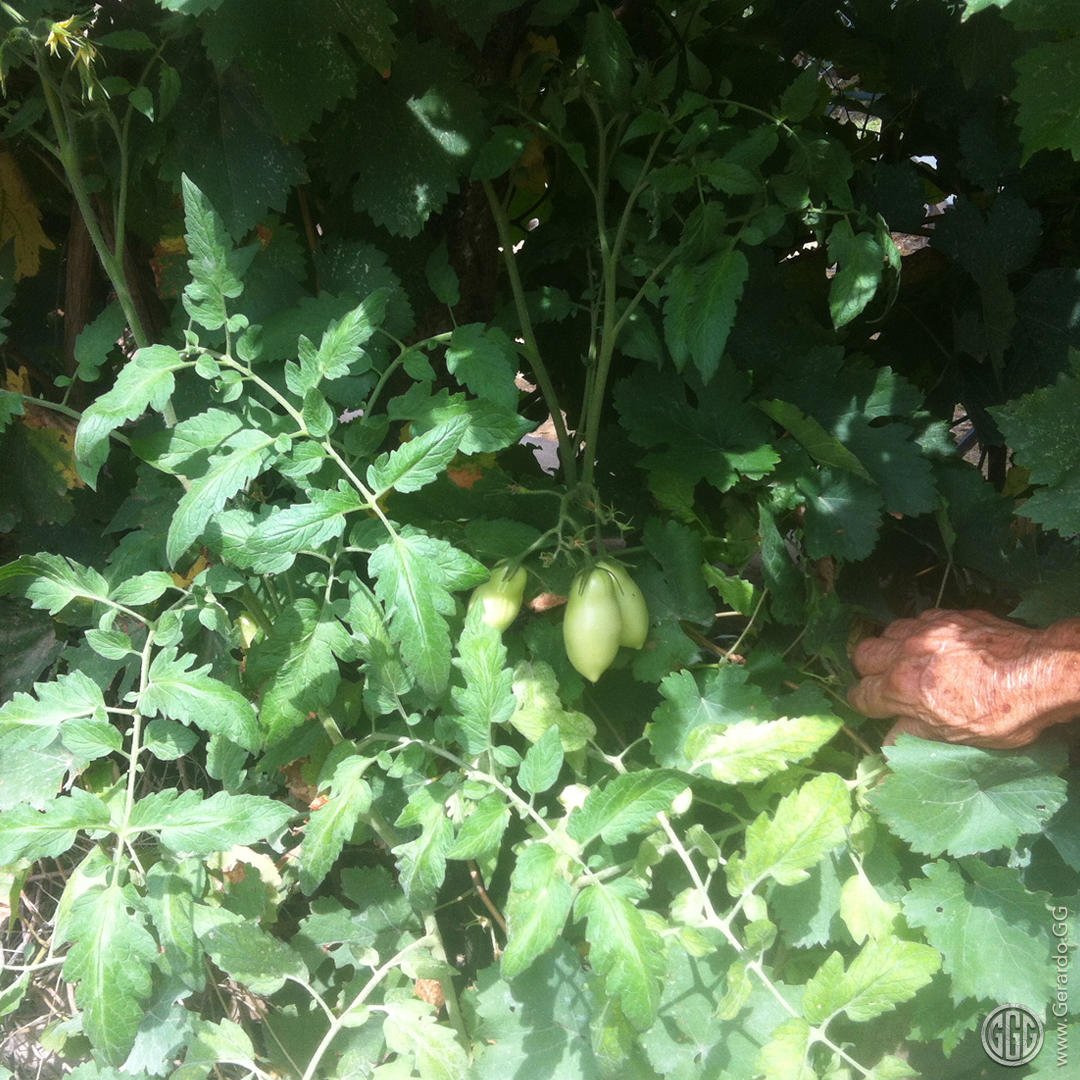 Barda jardinera produciendo