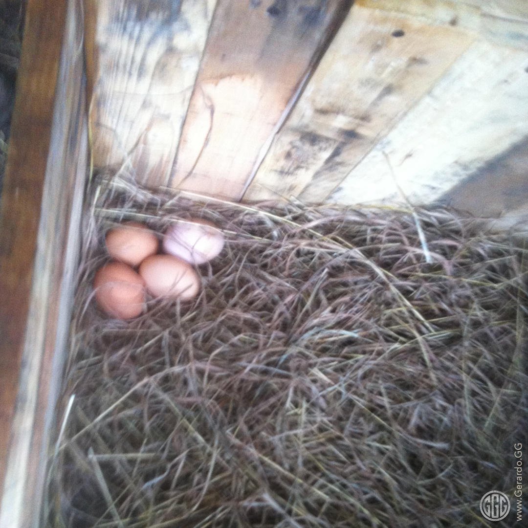 Construcción del gallinero